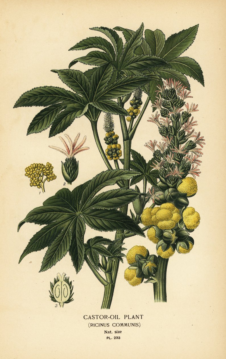 Castor-oil plant, Ricinus communis by Désiré Georges Jean Marie Bois