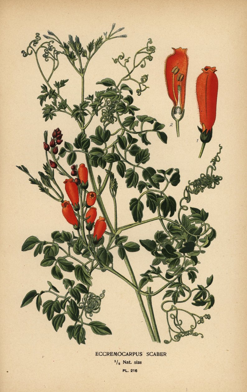 Chilean glory-flower, Eccremocarpus scaber by Désiré Georges Jean Marie Bois