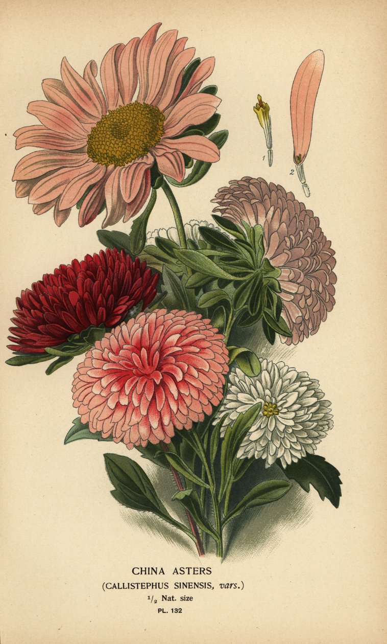 China Aster Varieties, Callistephus x sinensis by Désiré Georges Jean Marie Bois