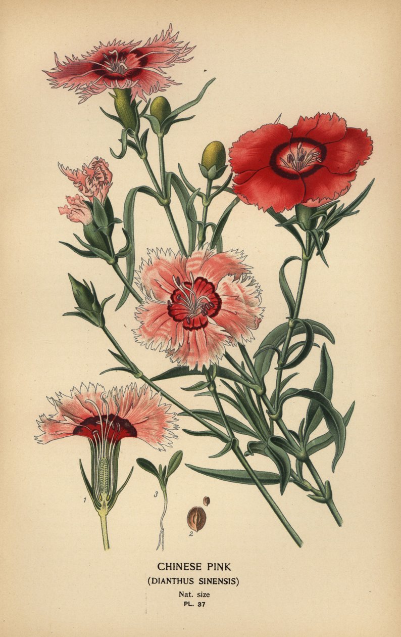 Chinese pink, Dianthus chinensis by Désiré Georges Jean Marie Bois