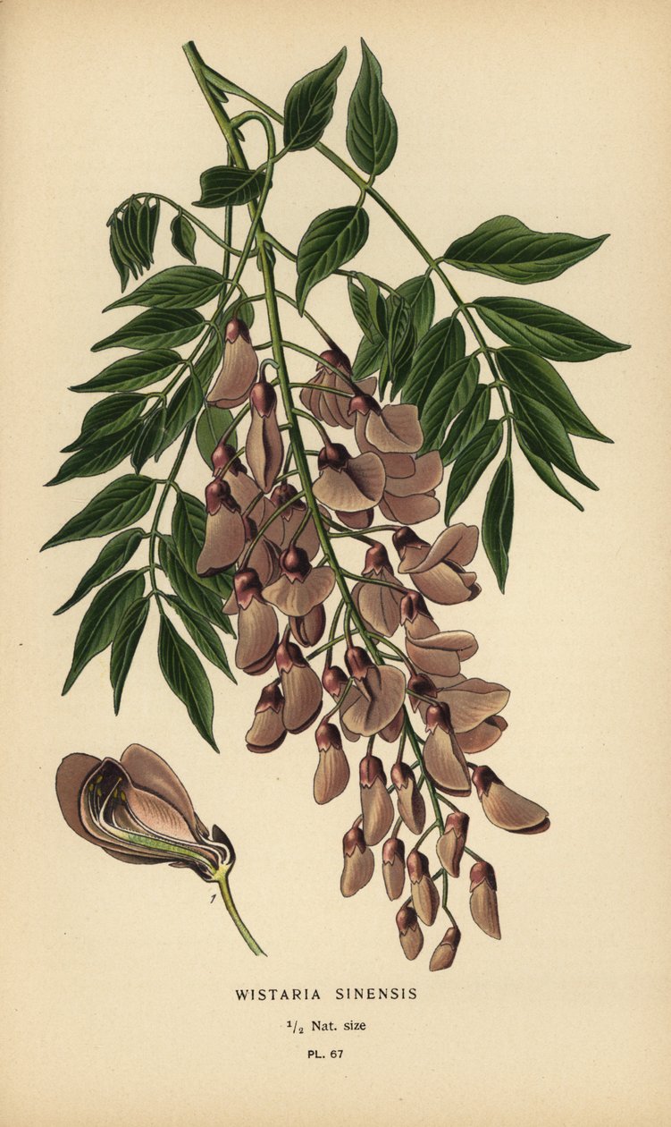 Chinese wisteria, Wisteria sinensis by Désiré Georges Jean Marie Bois