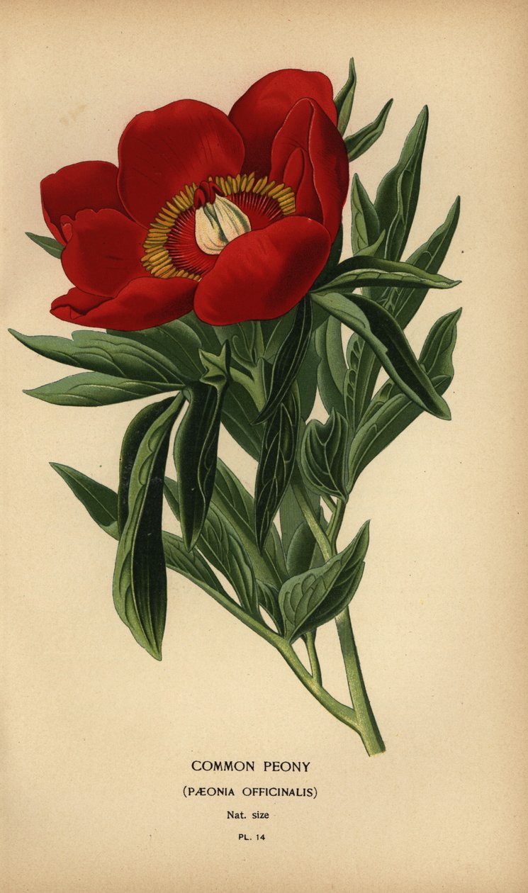 Common peony, Paeonia officinalis by Désiré Georges Jean Marie Bois