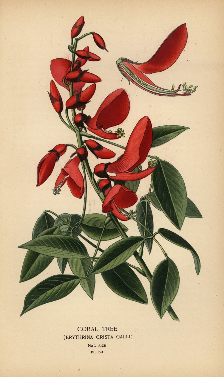 Coral tree, Erythrina crista-galli by Désiré Georges Jean Marie Bois
