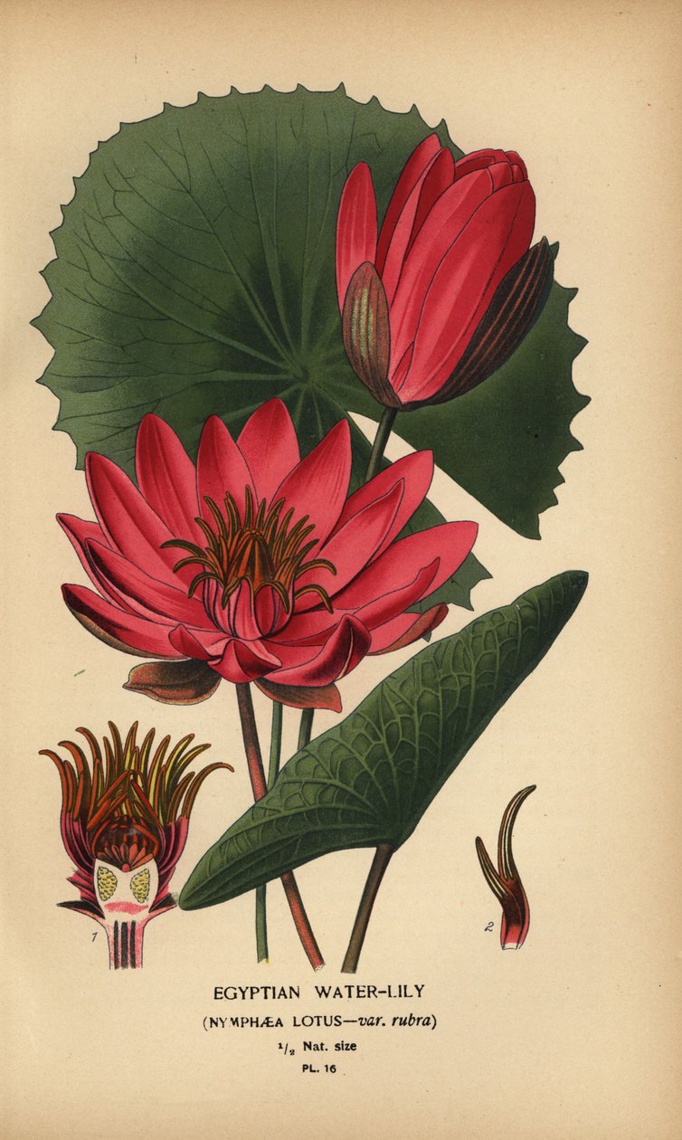 Egyptian waterlily, Nymphaea lotus by Désiré Georges Jean Marie Bois