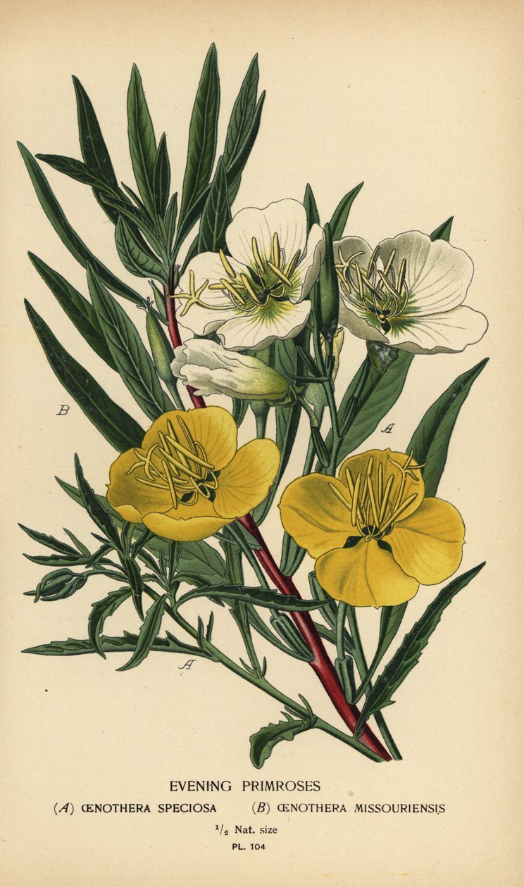 Evening Primroses by Désiré Georges Jean Marie Bois