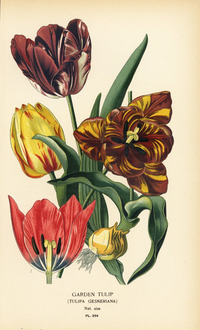 Garden tulip, Tulipa gesneriana. Chromolithograph from an illustration by Desire Bois from Edward Step’s Favourite Flowers of Garden and Greenhouse, Frederick Warne, London by Désiré Georges Jean Marie Bois
