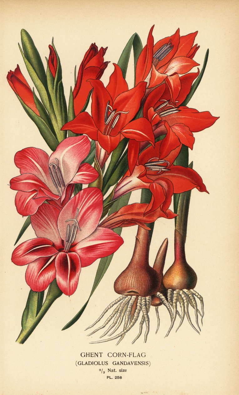 Ghent cornflag, Gladiolus x gandavensis. Chromolithograph from an illustration by Desire Bois from Edward Step’s Favourite Flowers of Garden and Greenhouse, Frederick Warne, London by Désiré Georges Jean Marie Bois