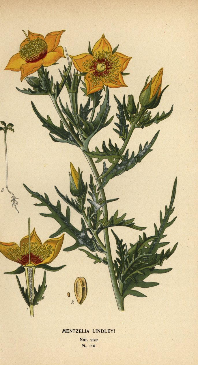 Golden Bartonia or Lindley’s Blazingstar, Mentzelia lindleyi by Désiré Georges Jean Marie Bois