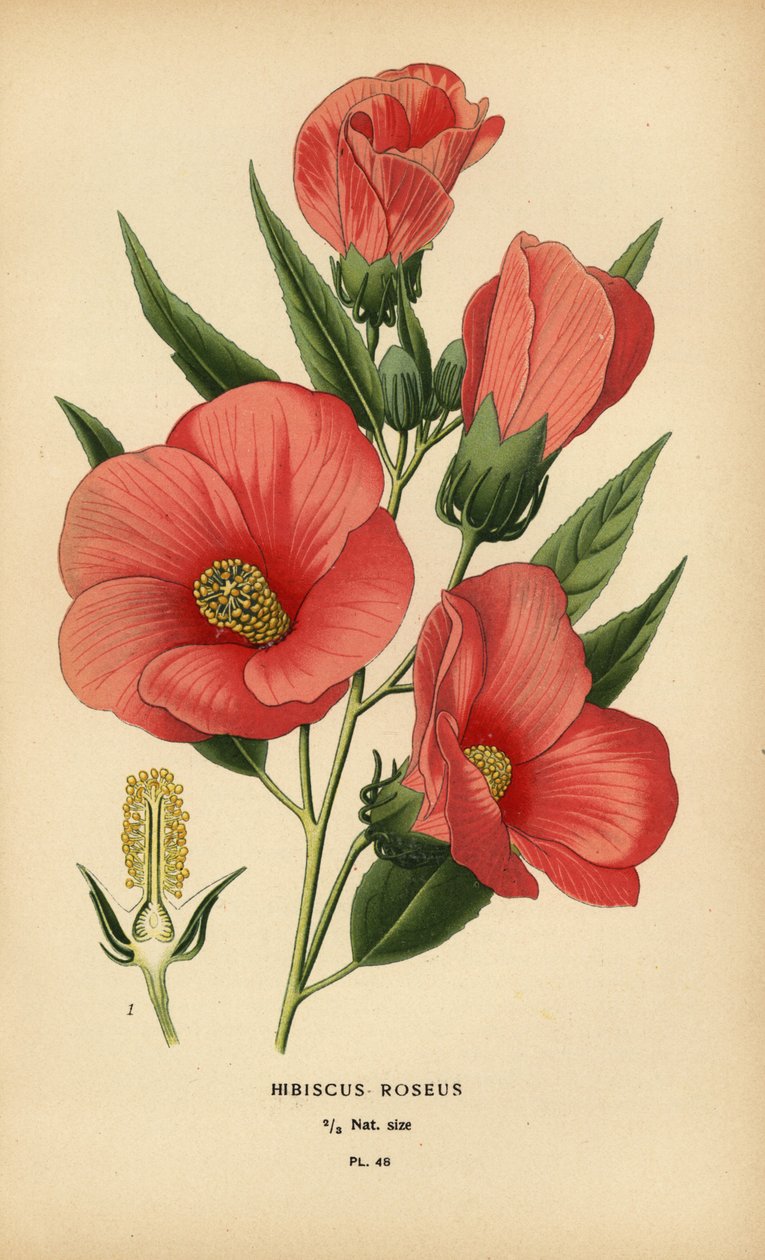 Hibiscus roseus by Désiré Georges Jean Marie Bois