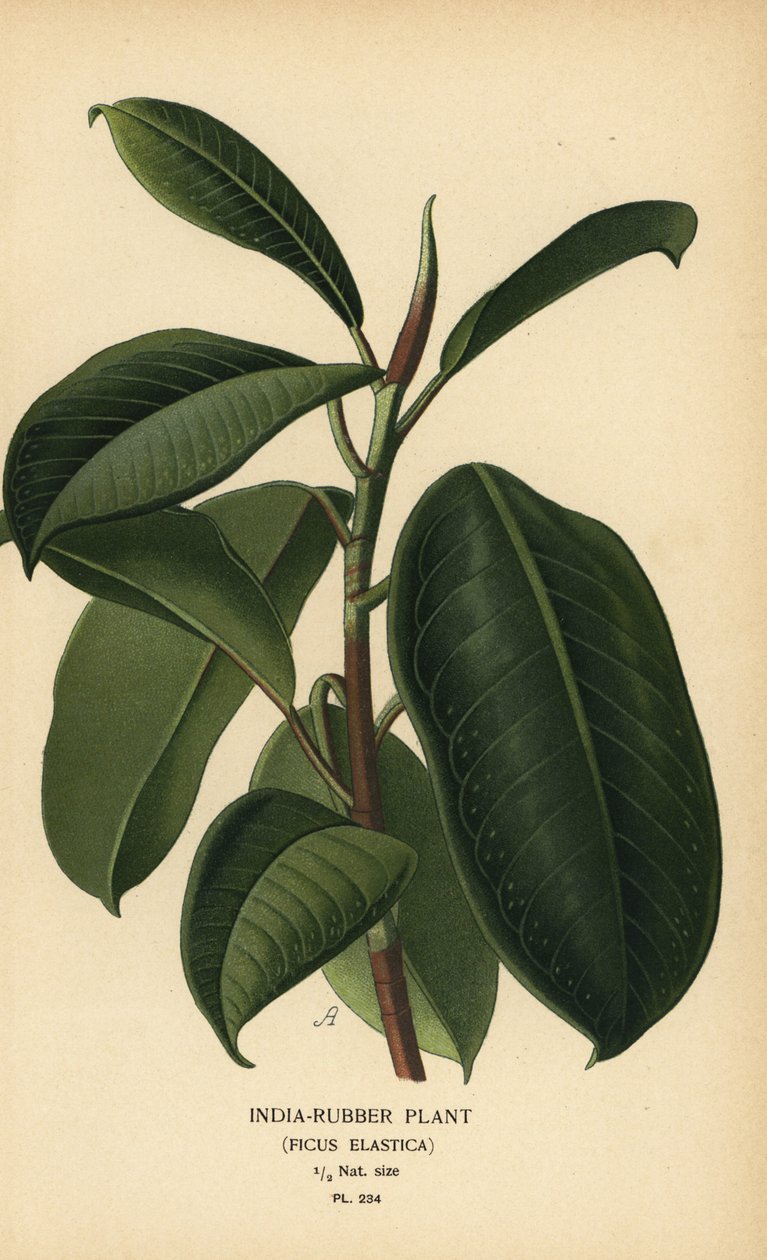 India-rubber plant, Ficus elastica by Désiré Georges Jean Marie Bois