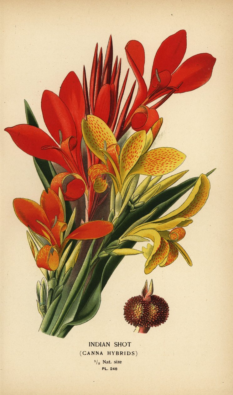 Indian Shot, Canna indica Hybrids. Chromolithograph from an Illustration by Desire Bois from Edward Step’s Favourite Flowers of Garden and Greenhouse, Frederick Warne, London by Désiré Georges Jean Marie Bois