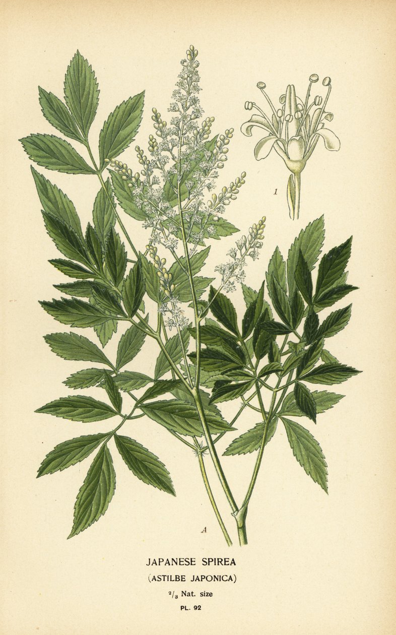 Japanese Spirea, Astilbe japonica by Désiré Georges Jean Marie Bois
