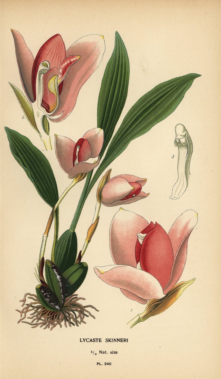 Lycaste virginalis orchid (Lycaste skinneri). Chromolithograph from an illustration by Desire Bois from Edward Step’s Favourite Flowers of Garden and Greenhouse, Frederick Warne, London by Désiré Georges Jean Marie Bois