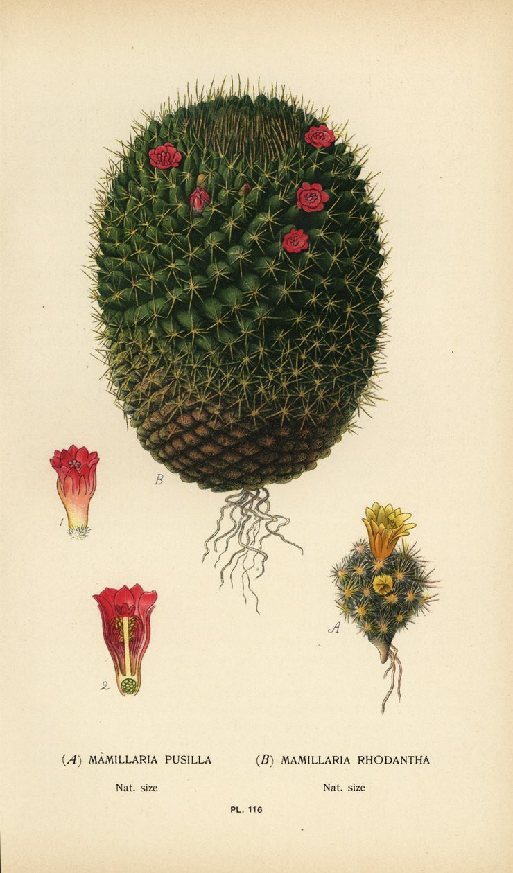 Mammillaria prolifera and Mammillaria rhodantha by Désiré Georges Jean Marie Bois