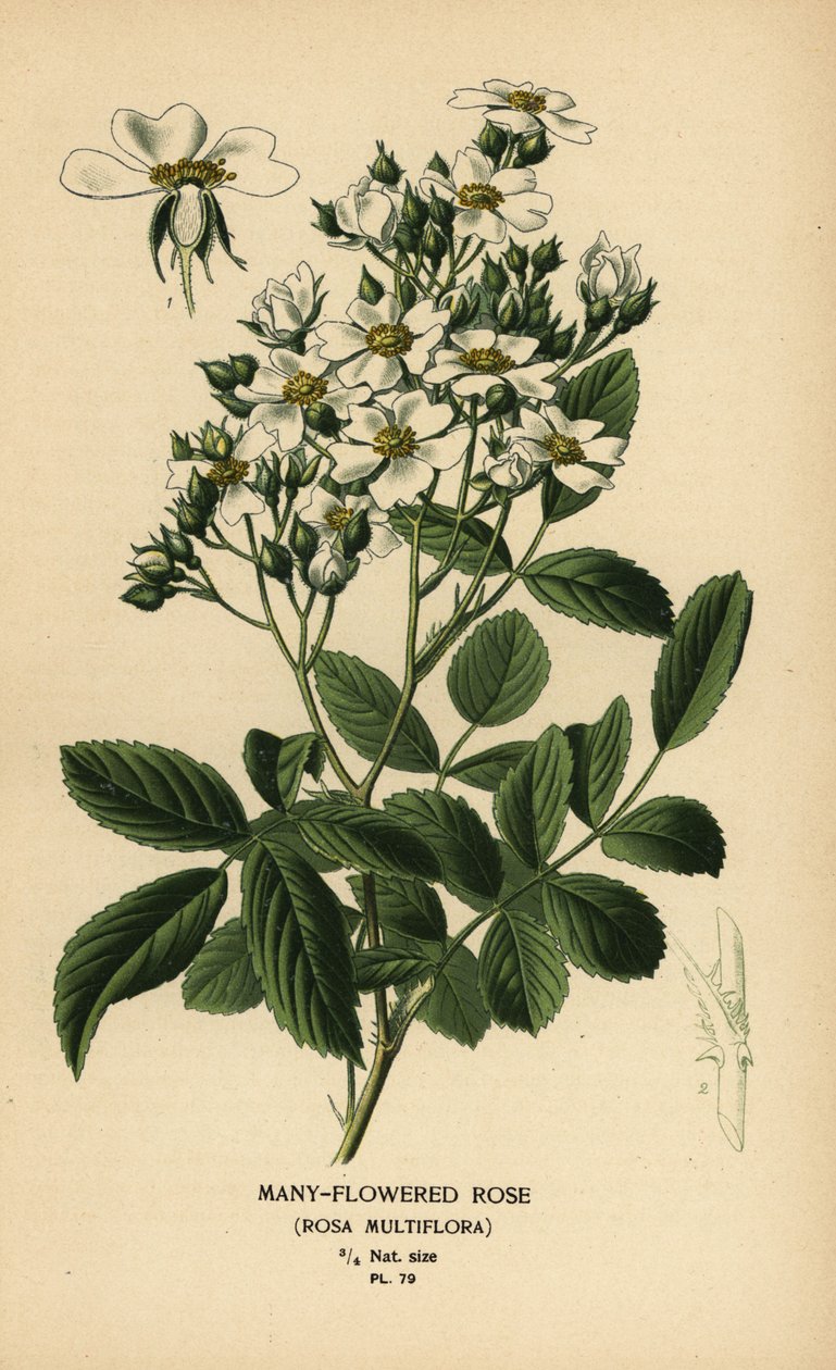 Many-flowered rose, Rosa multiflora by Désiré Georges Jean Marie Bois
