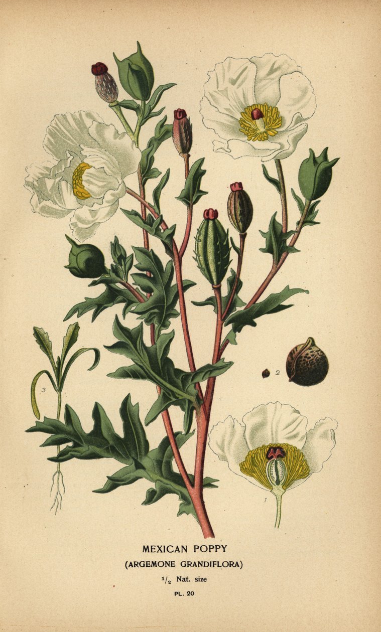 Mexican poppy, Argemone grandiflora by Désiré Georges Jean Marie Bois