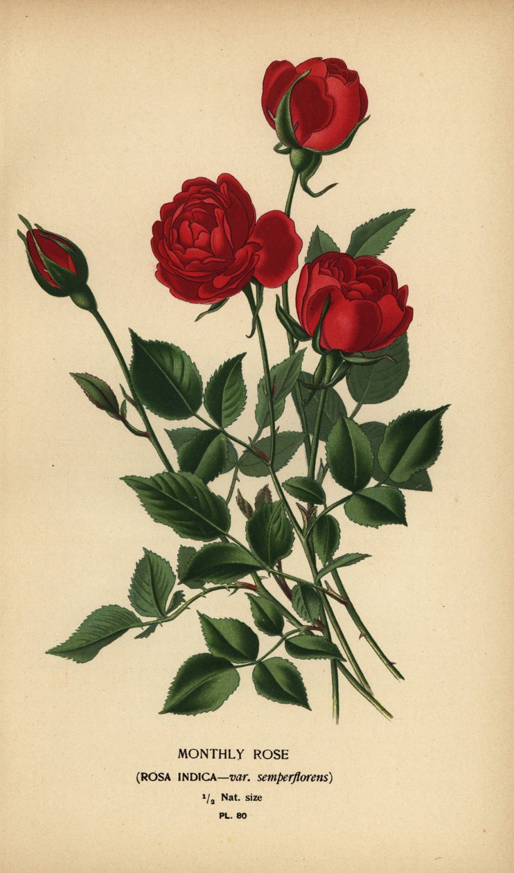 Monthly rose, Rosa chinensis var. semperflorens by Désiré Georges Jean Marie Bois