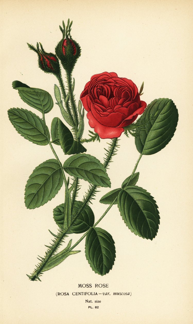 Moss Rose, Rosa centifolia var. muscosa by Désiré Georges Jean Marie Bois