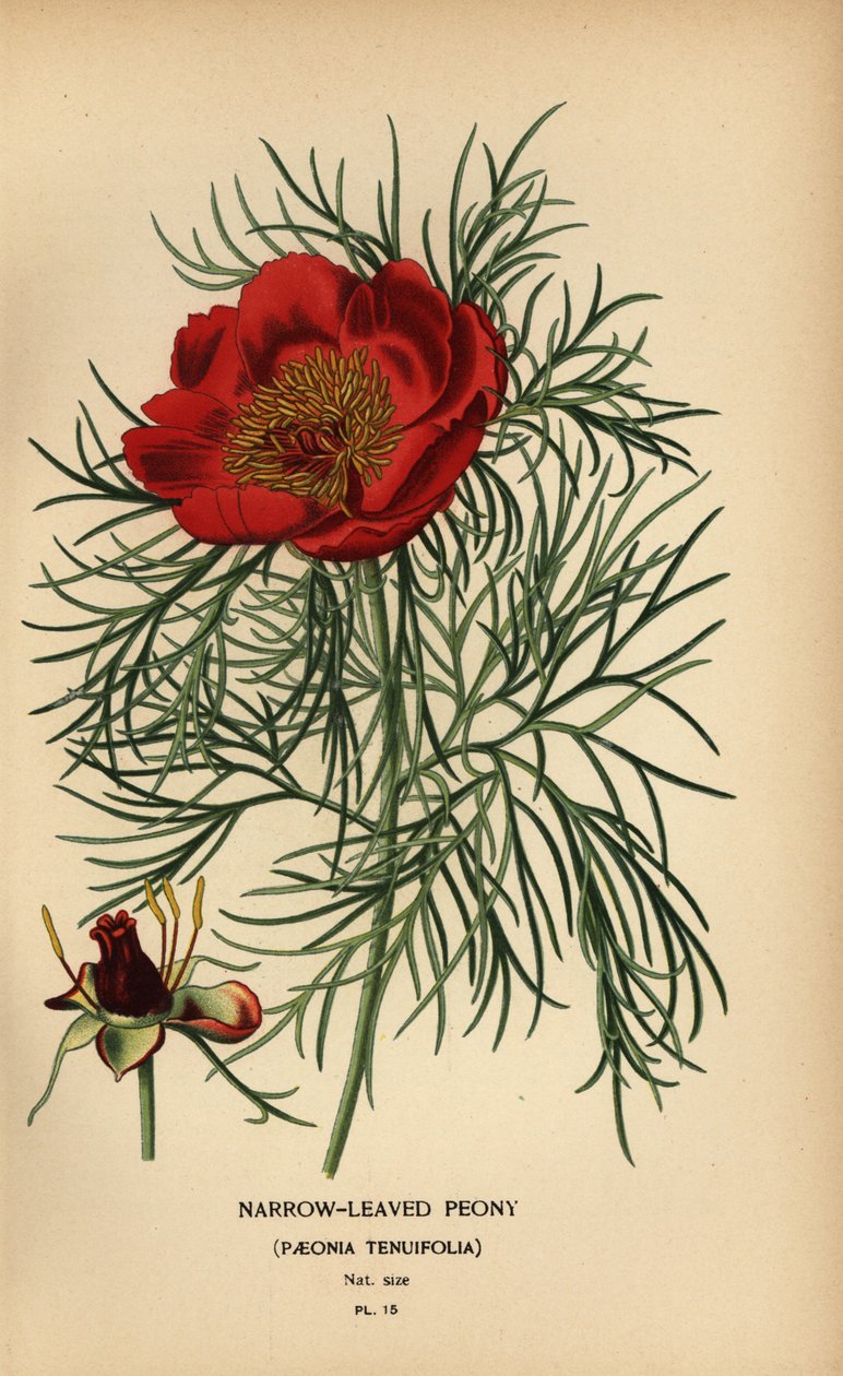 Narrow-leaved peony, Paeonia tenuifolia by Désiré Georges Jean Marie Bois