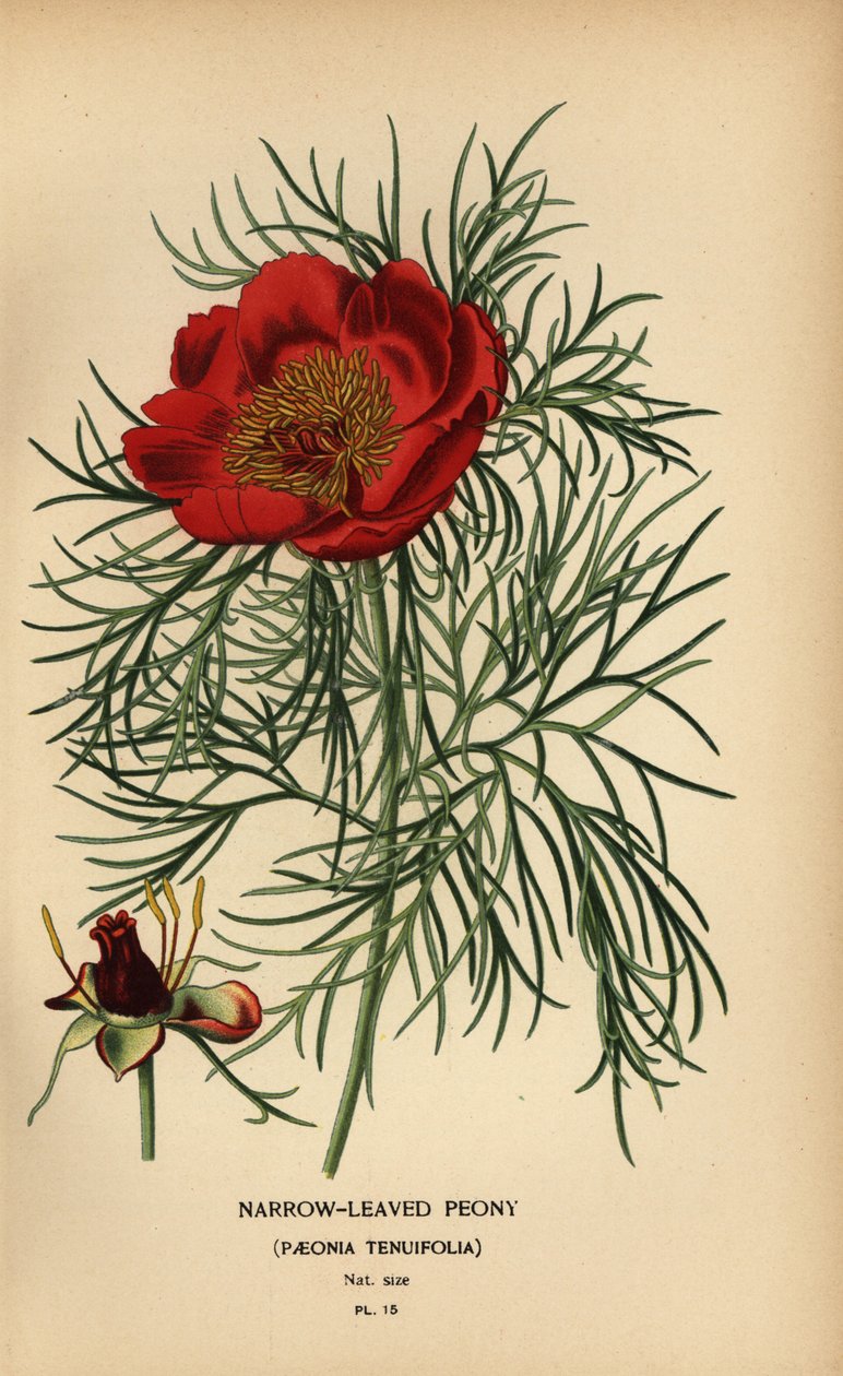 Narrow-leaved peony, Paeonia tenuifolia, by Désiré Georges Jean Marie Bois