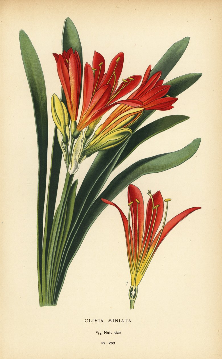 Natal Lily or Bush Lily, Clivia miniata by Désiré Georges Jean Marie Bois