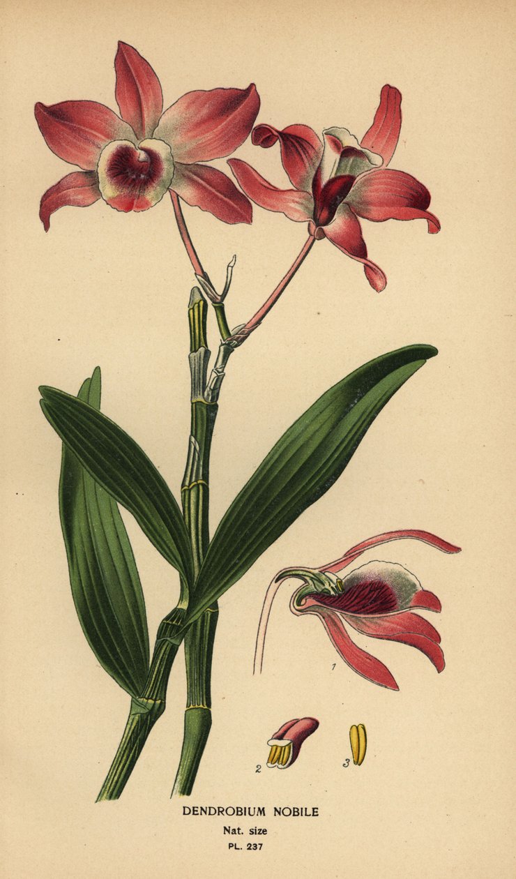 Noble dendrobium orchid, Dendrobium nobile. Chromolithograph from an illustration by Desire Bois from Edward Step’s Favourite Flowers of Garden and Greenhouse, Frederick Warne, London by Désiré Georges Jean Marie Bois