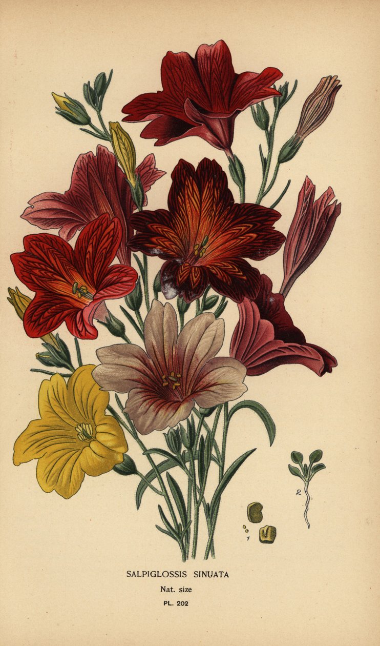 Painted Tongue or Velvet Trumpet Flower, Salpiglossis sinuata by Désiré Georges Jean Marie Bois