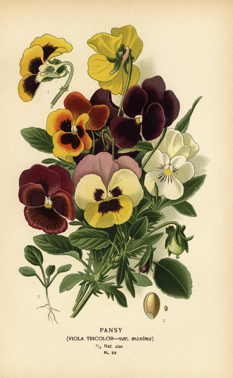 Pansy, Viola tricolor by Désiré Georges Jean Marie Bois