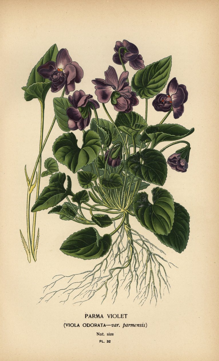 Parma violet, Viola odorata by Désiré Georges Jean Marie Bois