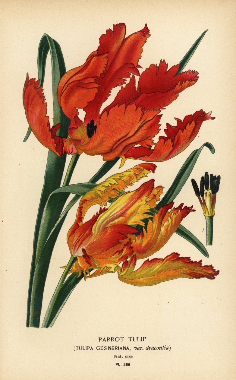 Parrot Tulip, Tulipa gesneriana var. dracontia. Chromolithograph from an Illustration by Desire Bois from Edward Step’s Favourite Flowers of Garden and Greenhouse, Frederick Warne, London by Désiré Georges Jean Marie Bois