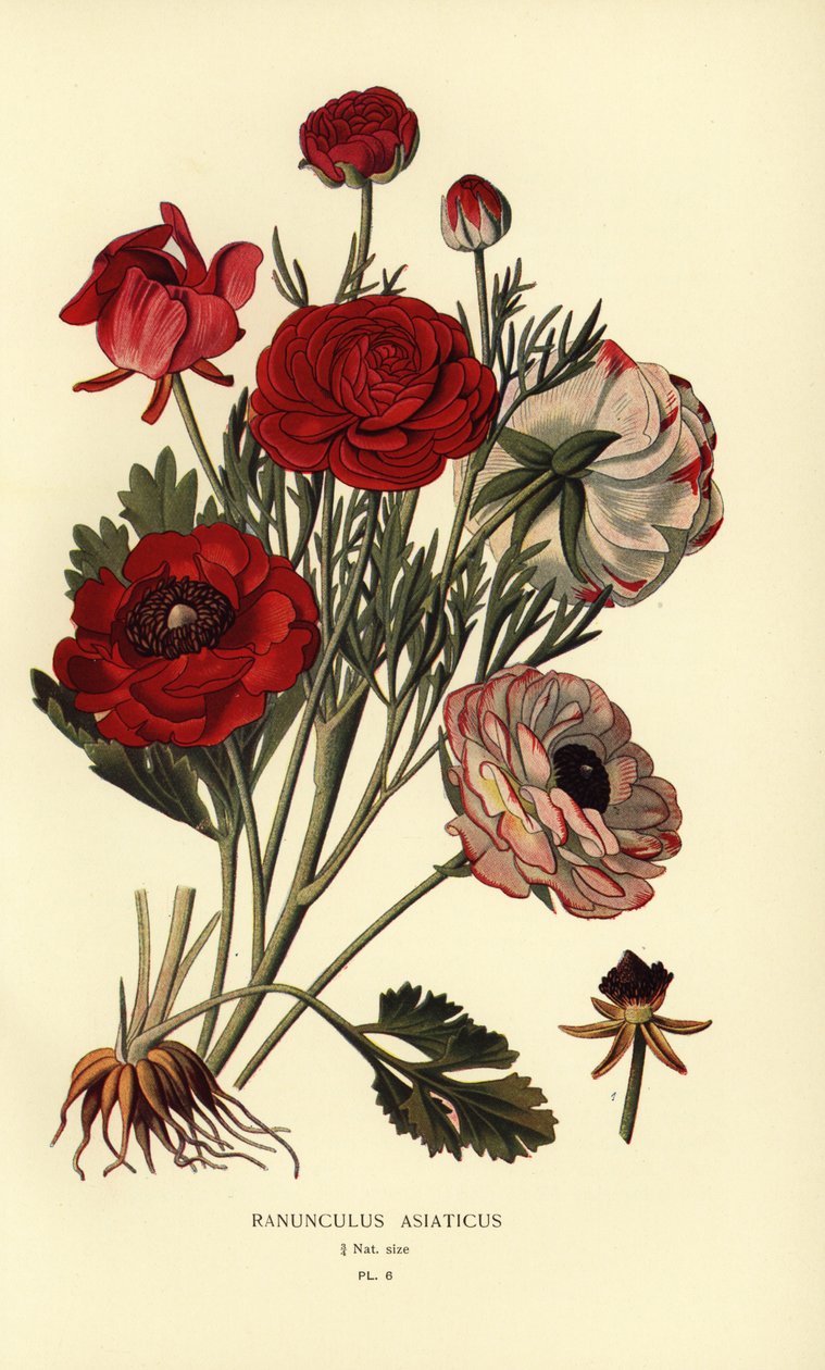 Persian buttercups, Ranunculus asiaticus. by Désiré Georges Jean Marie Bois