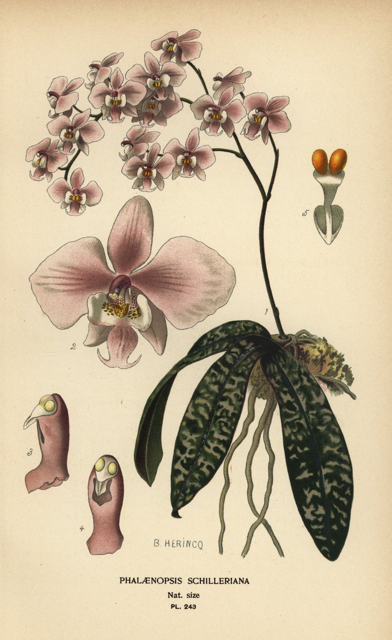 Phalaenopsis schilleriana orchid. Chromolithograph from an illustration by B. Herincq from Edward Step’s Favourite Flowers of Garden and Greenhouse, Frederick Warne, London by Désiré Georges Jean Marie Bois