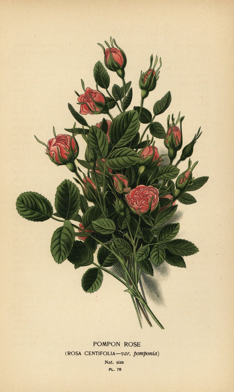 Pompon Rose, Rosa centifolia var. pomponia by Désiré Georges Jean Marie Bois