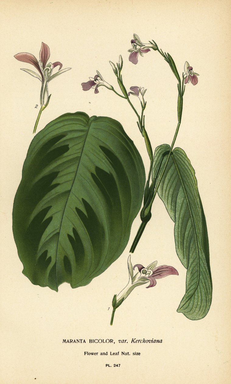 Prayer plant, Maranta leuconeura (Maranta bicolor var. Kerchoviana). Chromolithograph from an illustration by Desire Bois from Edward Step’s Favourite Flowers of Garden and Greenhouse, Frederick Warne, London by Désiré Georges Jean Marie Bois