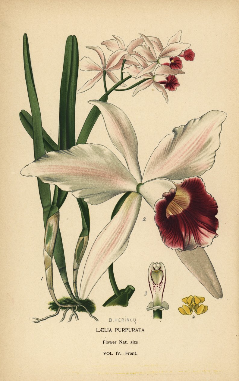 Purple-Stained Laelia Orchid, Cattleya purpurata (Laelia purpurata) by Désiré Georges Jean Marie Bois