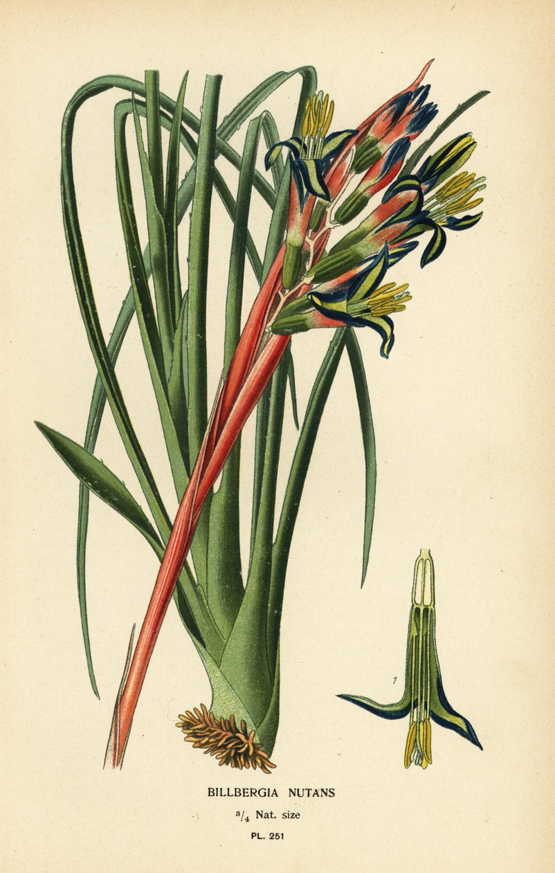 Queen’s Tears Plant, Billbergia nutans by Désiré Georges Jean Marie Bois