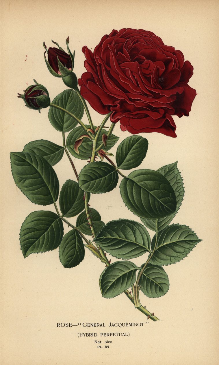 Rose General Jacqueminot, Hybrid Perpetual by Désiré Georges Jean Marie Bois