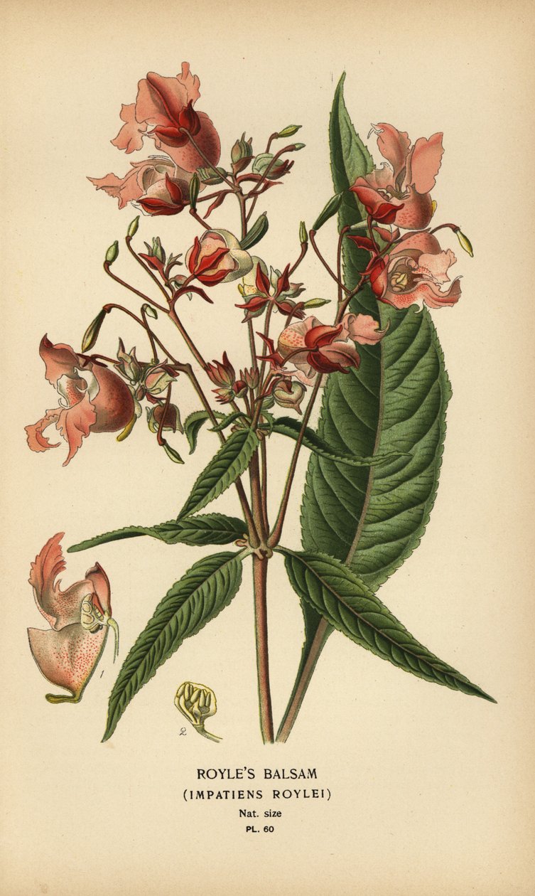 Royle’s Balsam, Impatiens roylei by Désiré Georges Jean Marie Bois
