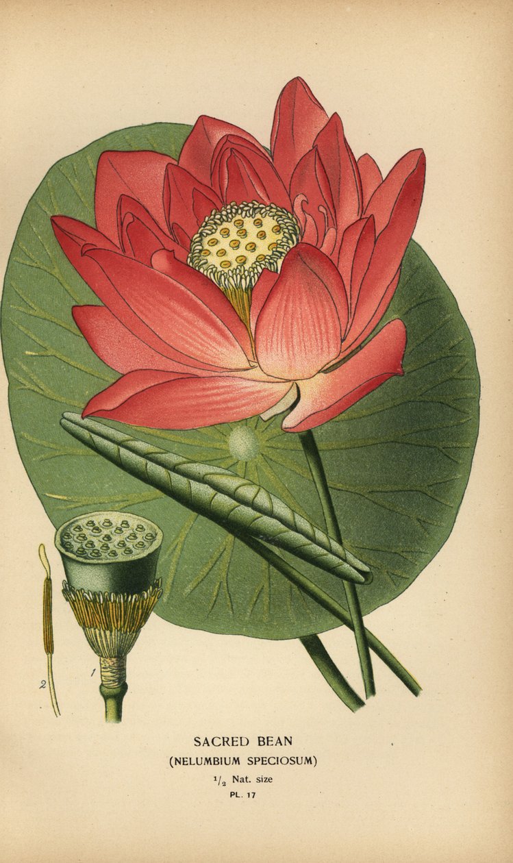 Sacred Bean or Indian Lotus, Nelumbo nucifera by Désiré Georges Jean Marie Bois
