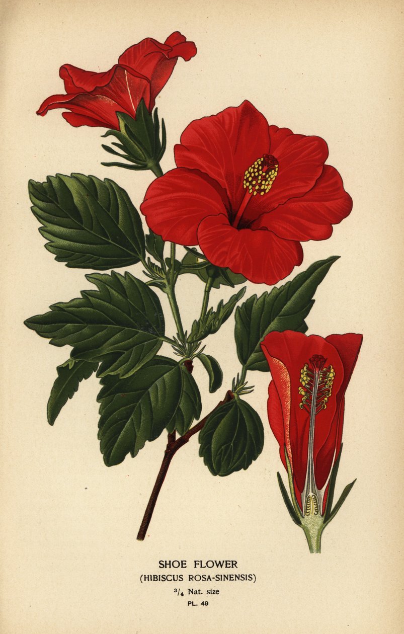 Shoe Flower or China Rose, Hibiscus rosa-sinensis by Désiré Georges Jean Marie Bois