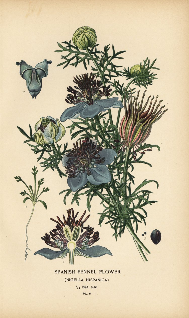 Spanish Fennel, Nigella hispanica by Désiré Georges Jean Marie Bois