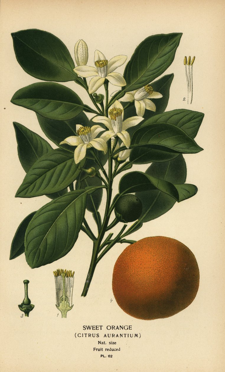 Sweet orange, Citrus x aurantium by Désiré Georges Jean Marie Bois