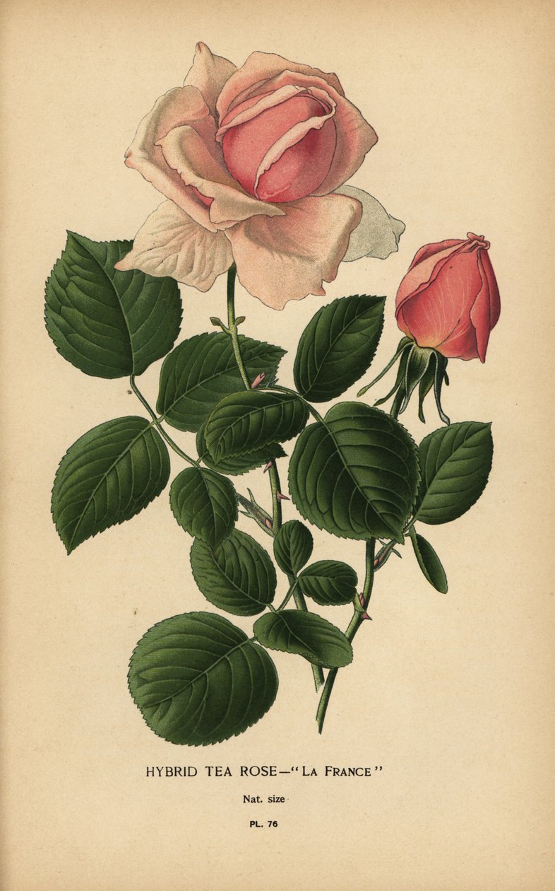 Tea rose hybrid, La France, Rosa × odorata by Désiré Georges Jean Marie Bois