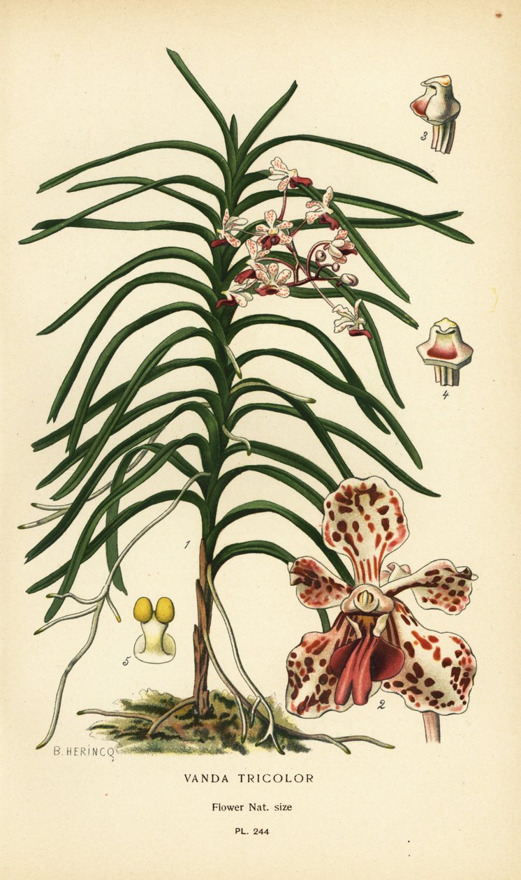 Vanda tricolor orchid. Chromolithograph from an illustration by B. Herincq from Edward Step