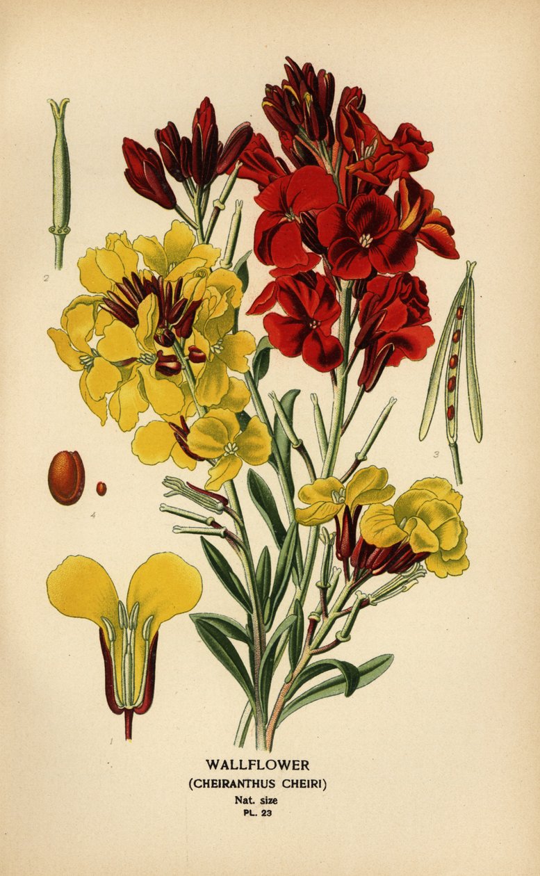 Wallflowers, Erysimum × cheiri by Désiré Georges Jean Marie Bois