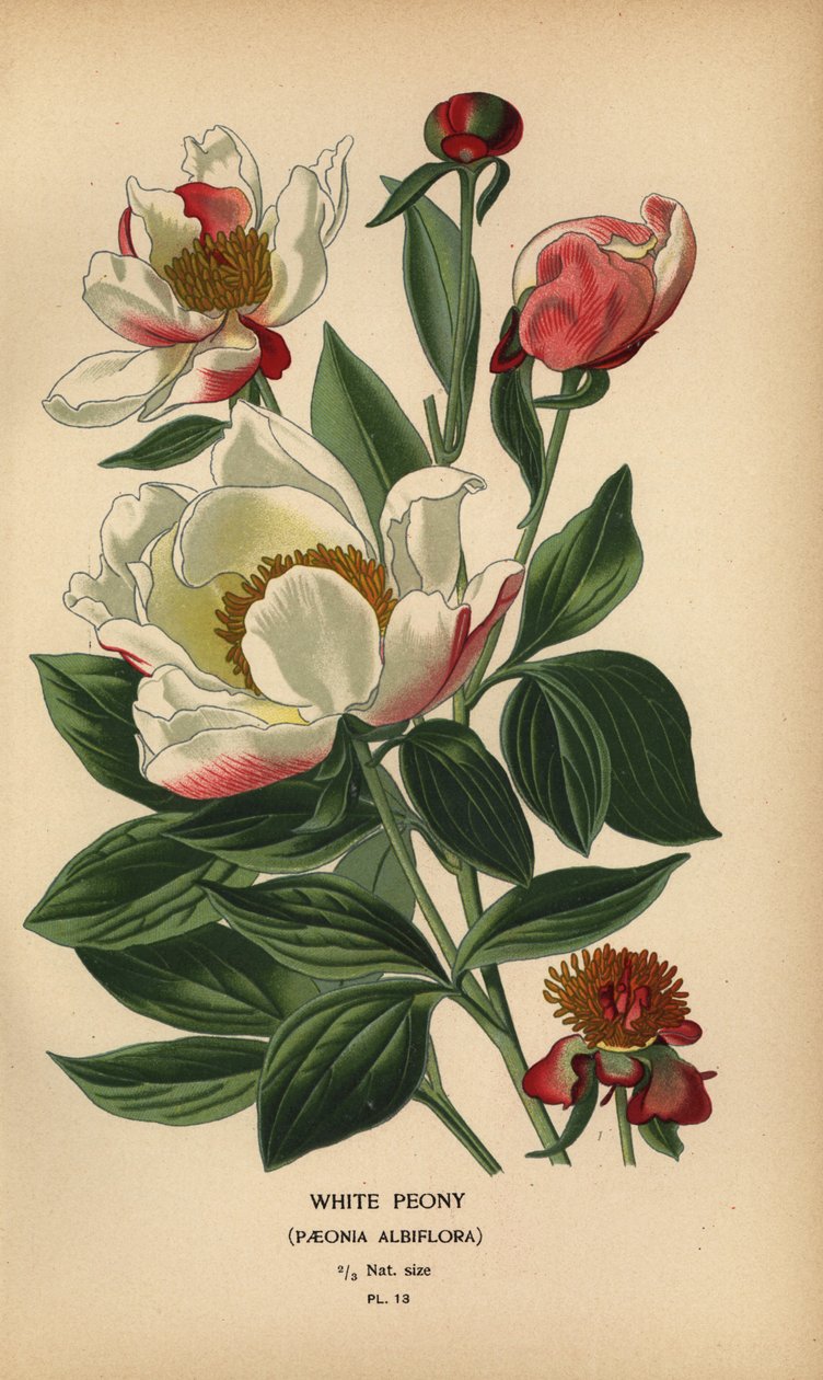 White peony, Paeonia lactiflora by Désiré Georges Jean Marie Bois
