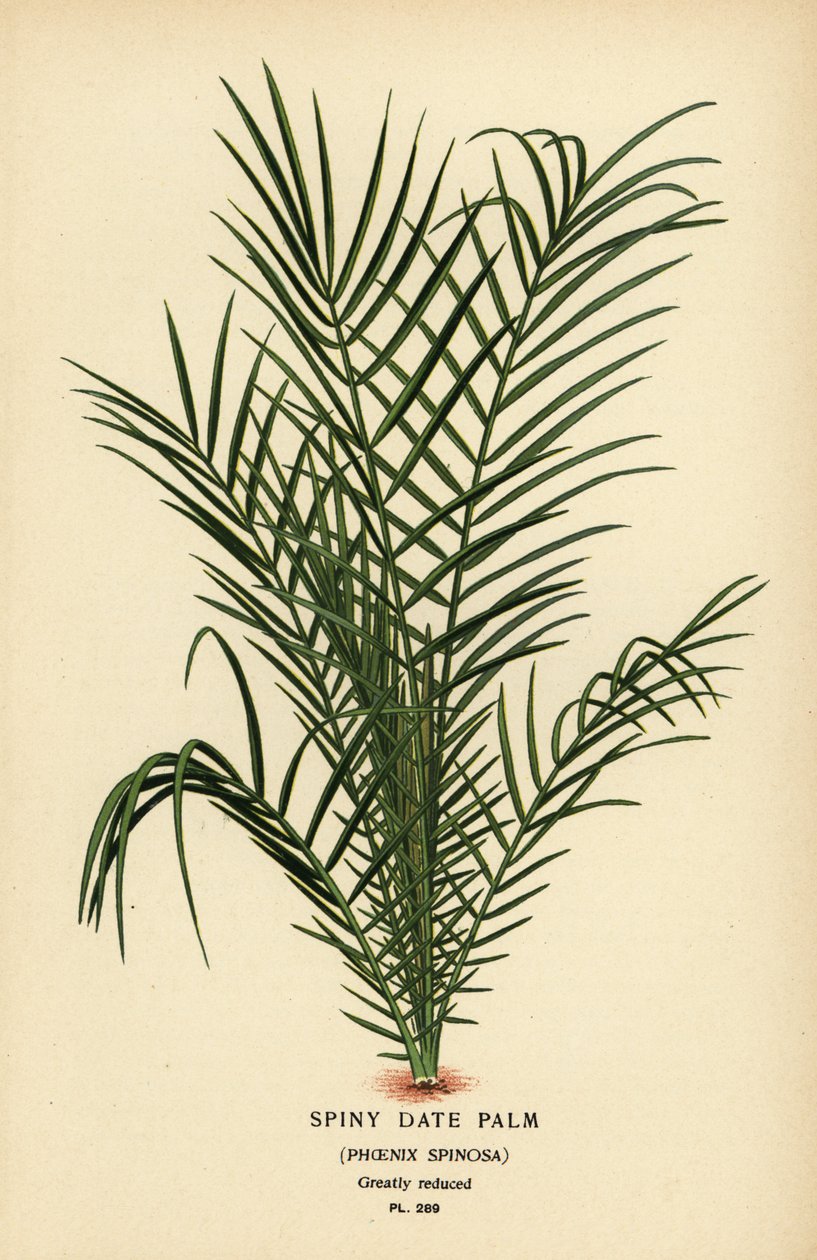 Wild Date Palm or Senegal Date Palm, Phoenix reclinata (Spiny Date Palm, Phoenix spinosa) by Désiré Georges Jean Marie Bois
