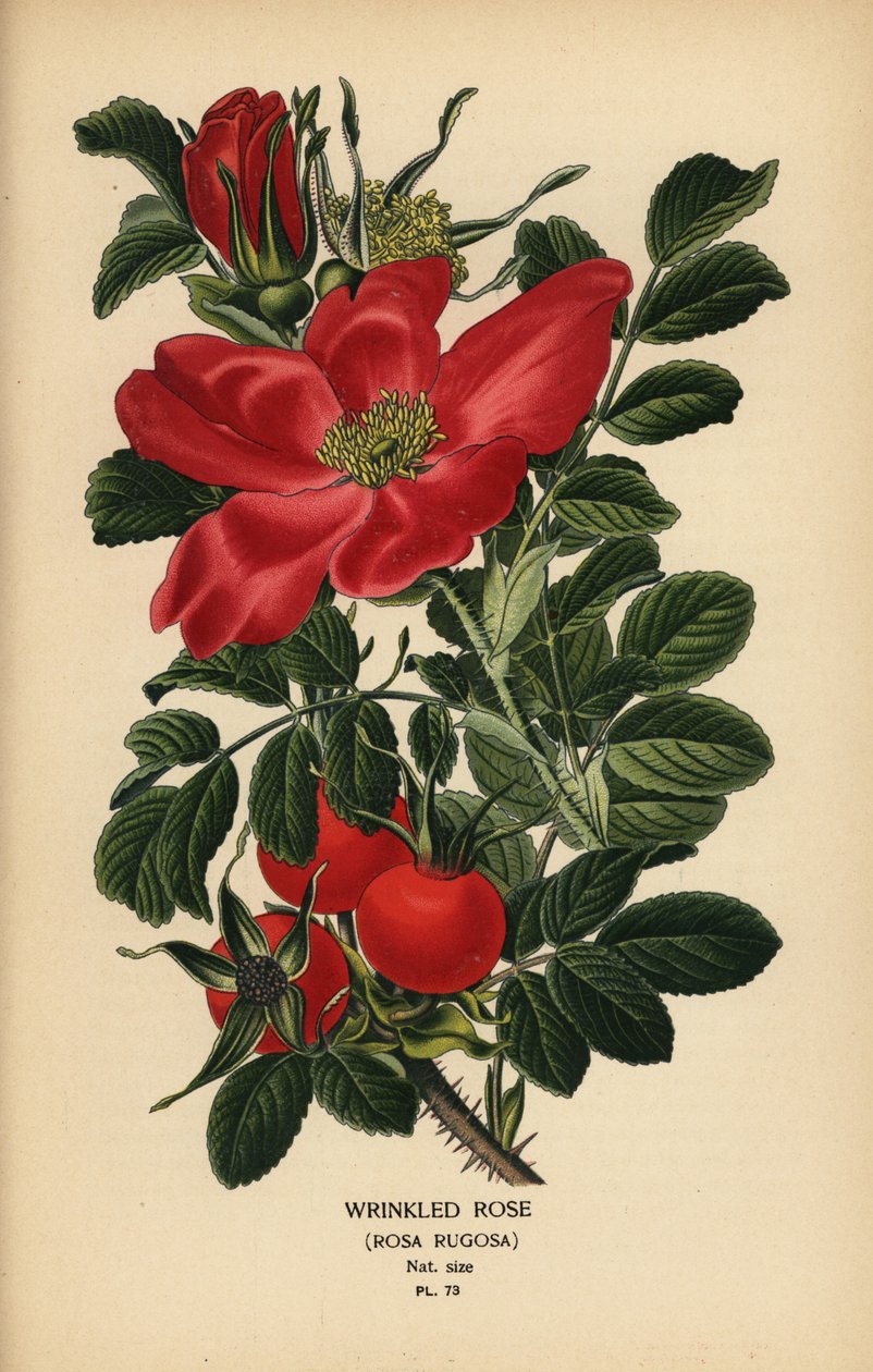 Wrinkled rose, Rosa rugosa by Désiré Georges Jean Marie Bois
