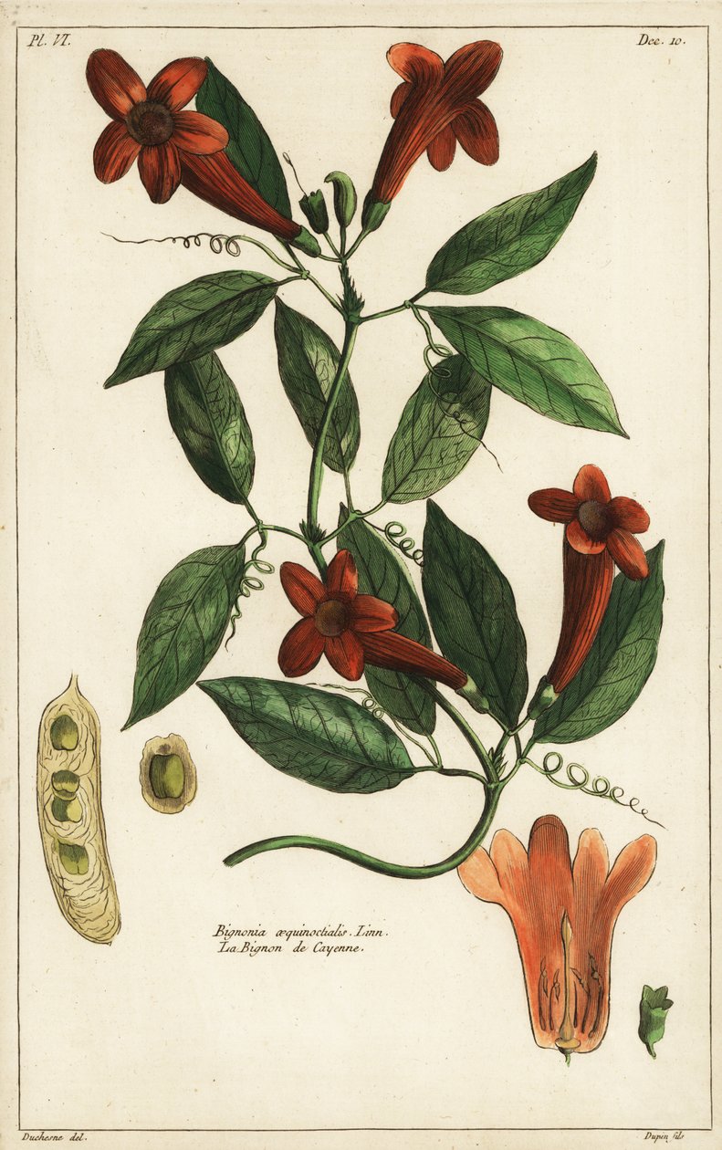 Garlic Vine, Bignonia Aequinoctialis, Linn by Duchesne Duchesne