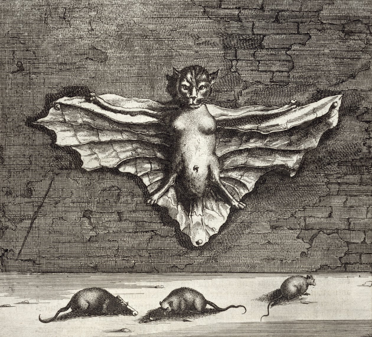 A Bat known as a Flying Cat, from China Illustrated by Athanasius Kircher, 1667 by Dutch School